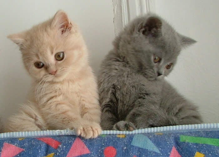 Mabledon British Shorthair Cats British Blue