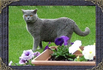 Grand Premier Polly - British Blue Shorthair